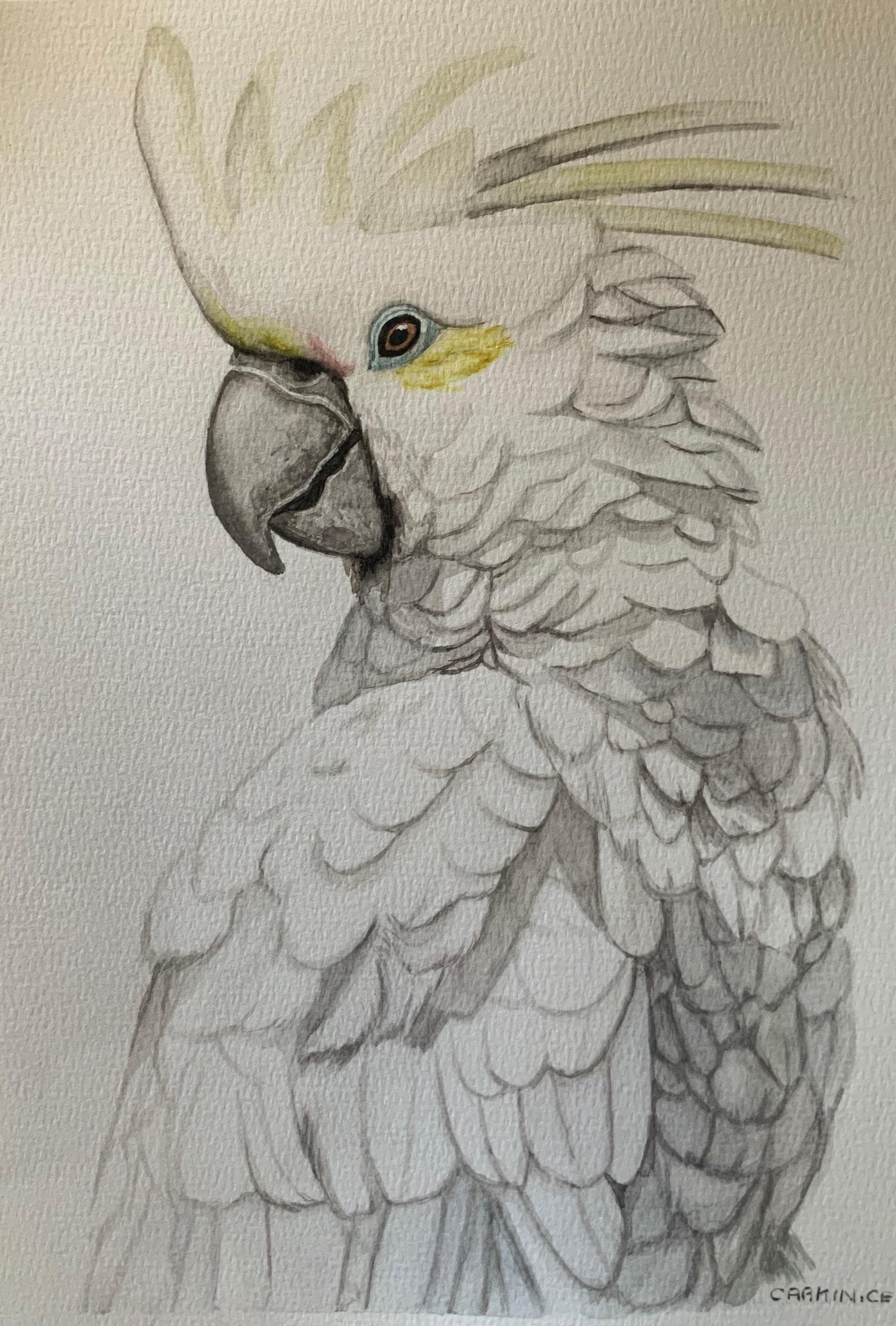 Cacatúa