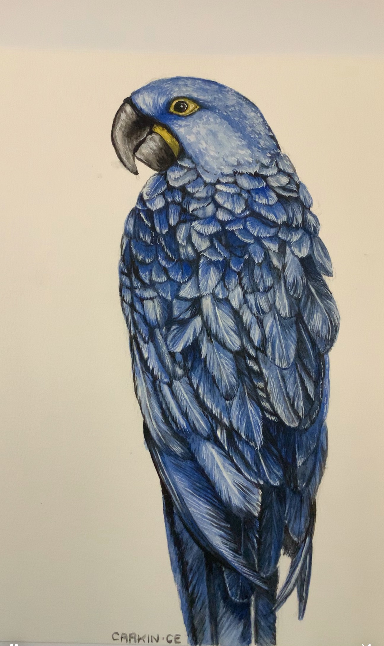 Guacamayo